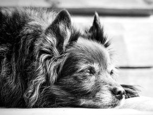 Alter Hund
