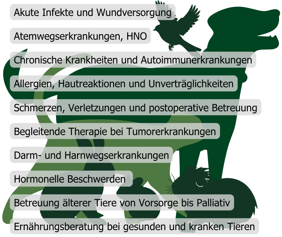Akute Infekte und Wundversorgung Atemwegserkrankungen Chronische Krankheiten und Autoimmunerkrankungen Darm- und Harnwegserkrankungen Hautreaktionen, Allergien und Unverträglichkeiten Hormonelle Beschwerden Schmerzen, Verletzungen und postoperative Betreuung Betreuung älterer Tiere von Vorsorge bis Palliativ Begleitende Therapie bei Tumorerkrankungen Ernährungsberatung bei gesunden und kranken Tieren